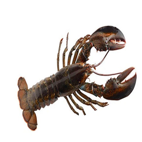 Lobster