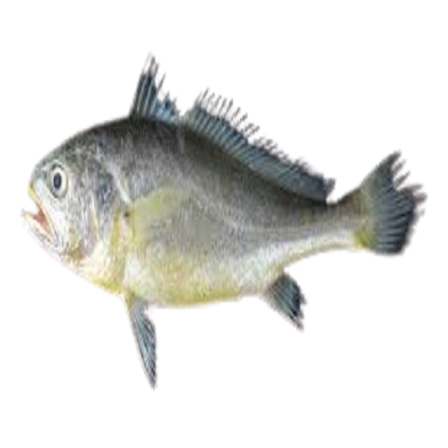 Yellow Croaker