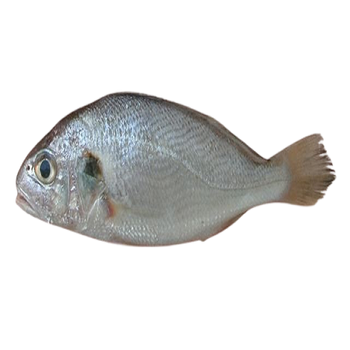 Silver Croaker